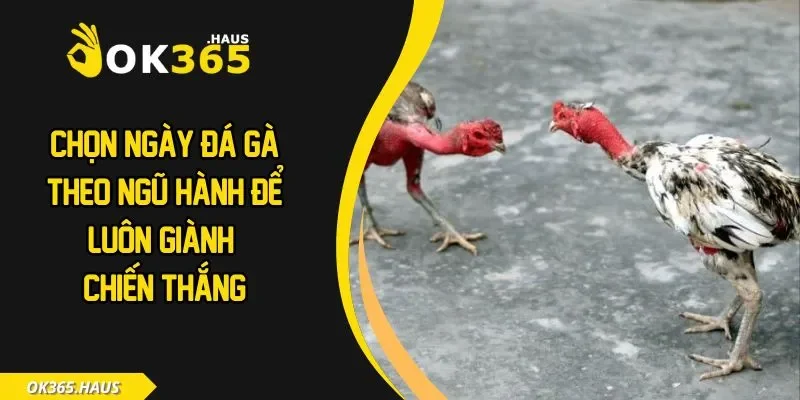Chọn Ngày Đá Gà Theo Ngũ Hành Để Luôn Giành Chiến Thắng 1 Chọn ngày đá gà