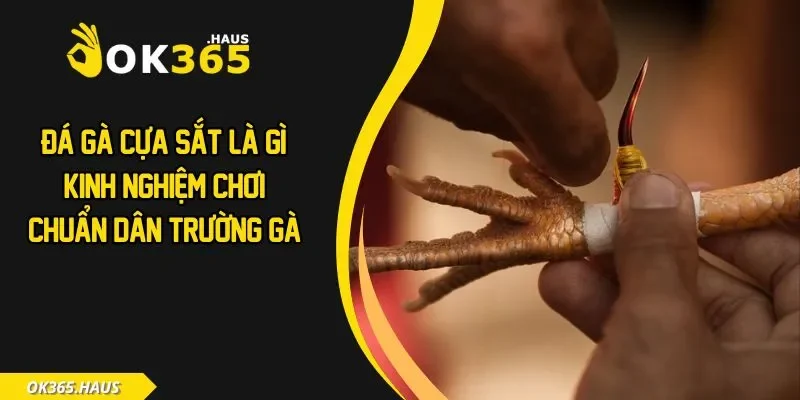 Đá Gà Cựa Sắt Là Gì? Kinh Nghiệm Chơi Chuẩn Dân Trường Gà 4 Đá gà cựa sắt