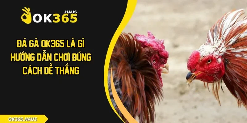 Đá Gà OK365 Là Gì? Hướng Dẫn Chơi Đúng Cách Dễ Thắng 6 Đá gà OK365