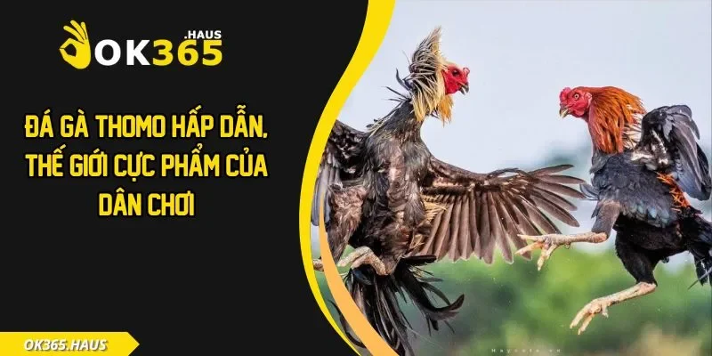 Đá Gà Thomo Hấp Dẫn, Thế Giới Cực Phẩm Của Dân Chơi 3 Đá gà thomo